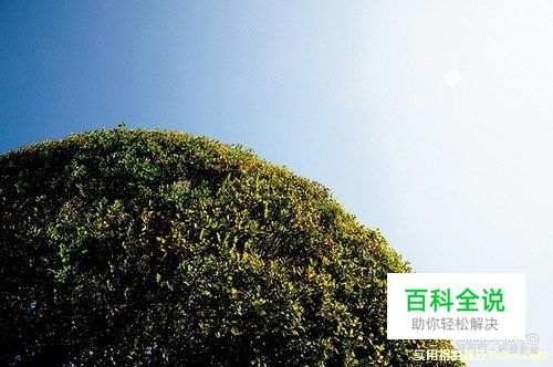 3招技巧教你拍好小品摄影