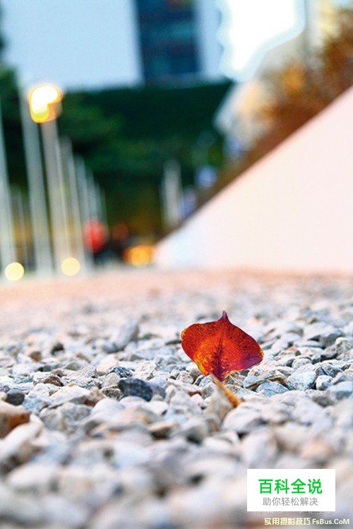 3招技巧教你拍好小品摄影