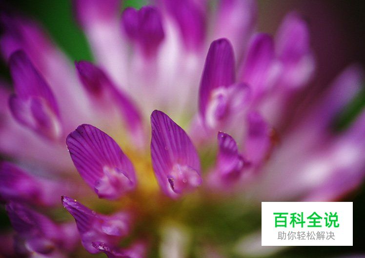 5分钟让你学懂景深的应用技巧