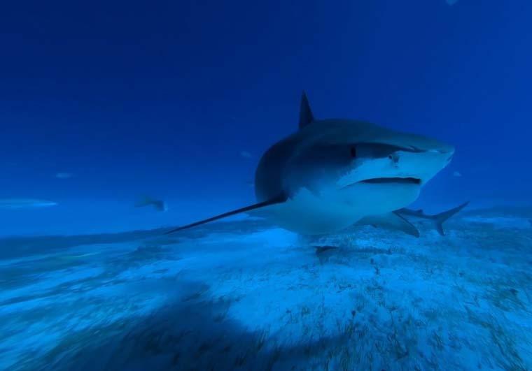 ae怎么使用光学补偿制作转场特效?