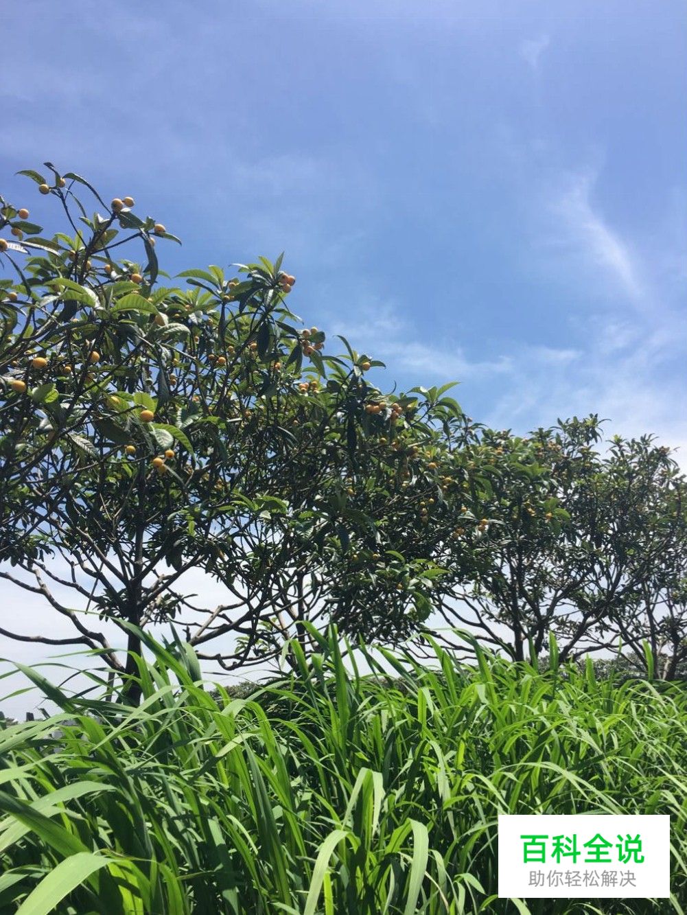 边吃枇杷边听《找工作注意事项讲座》