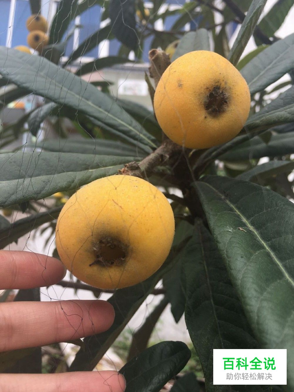 边吃枇杷边听《找工作注意事项讲座》