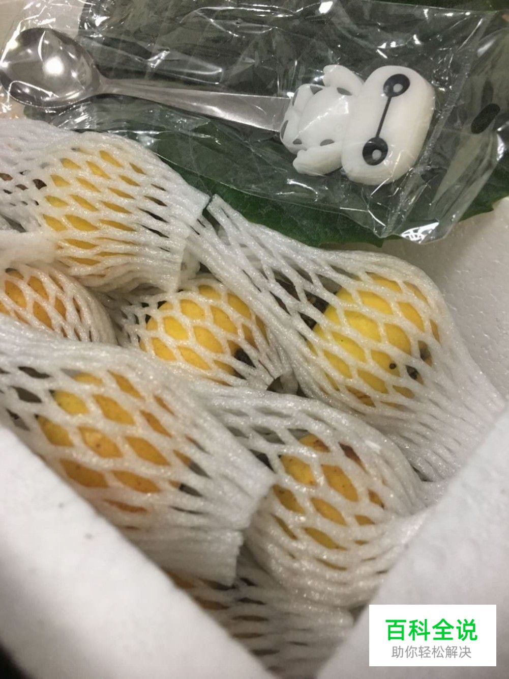 边吃枇杷边听《找工作注意事项讲座》