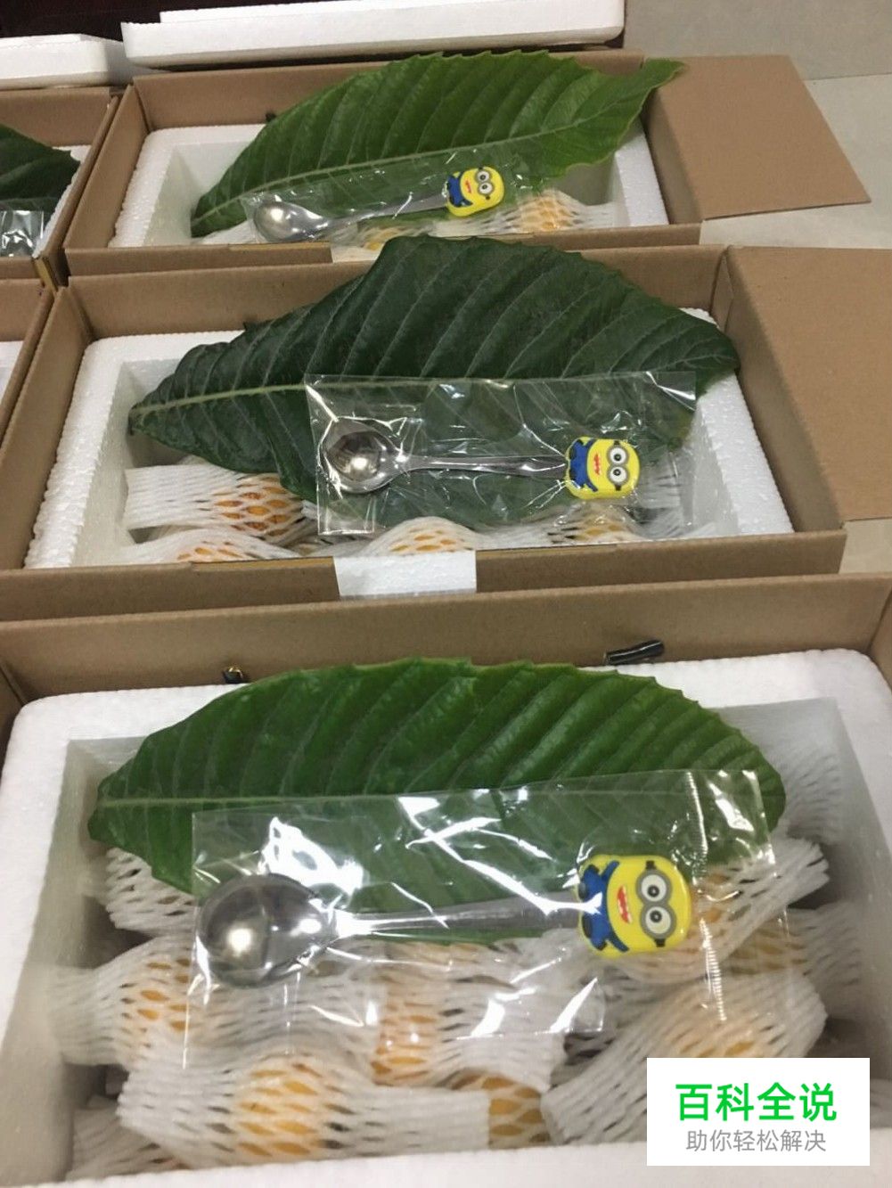 边吃枇杷边听《找工作注意事项讲座》