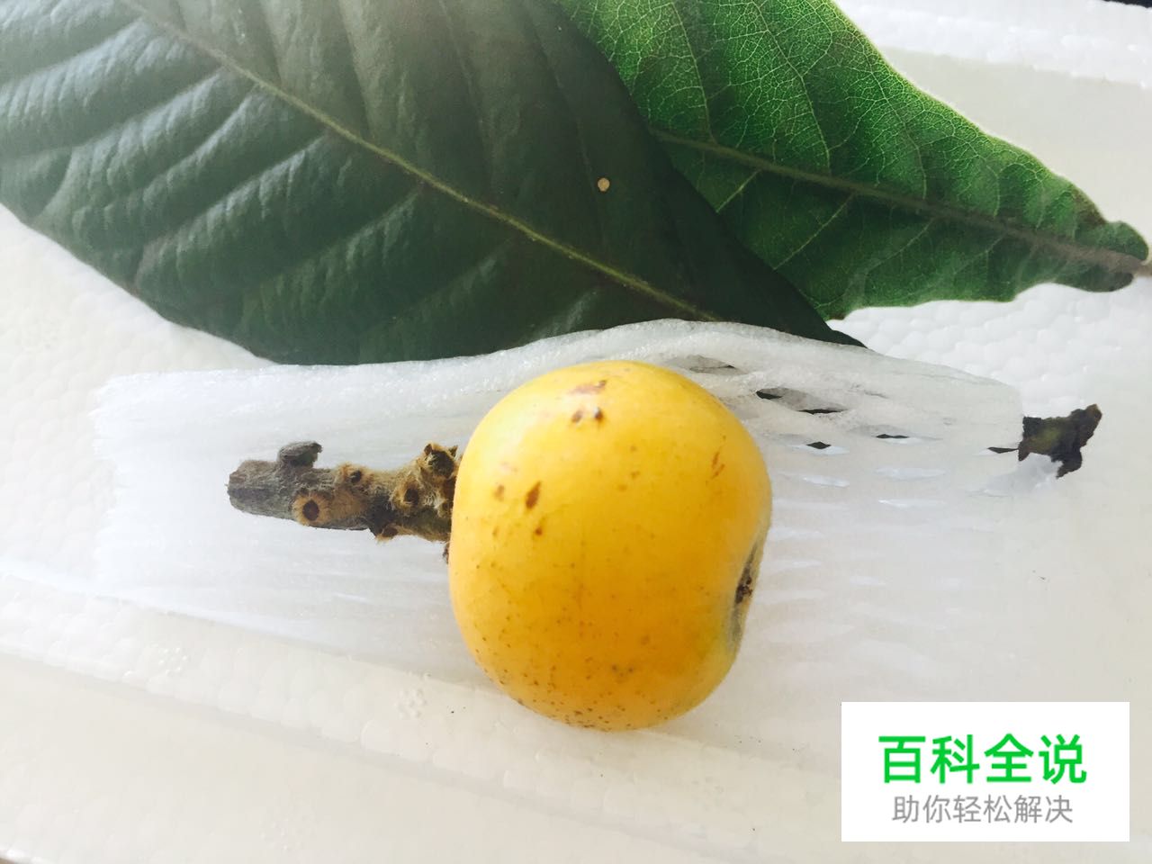 边吃枇杷边听《找工作注意事项讲座》