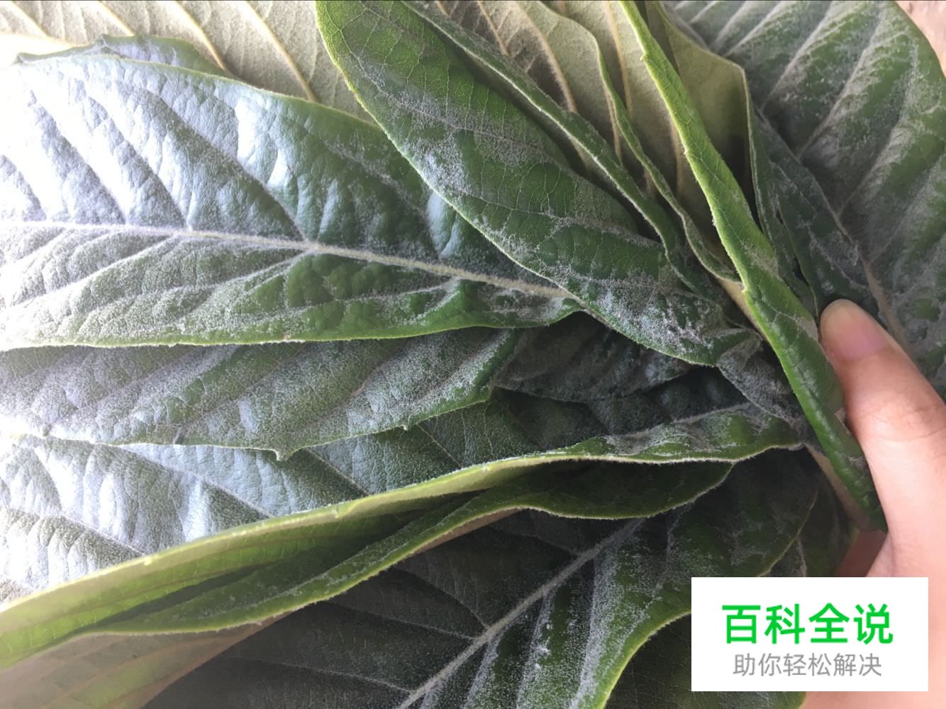 边吃枇杷边听《找工作注意事项讲座》