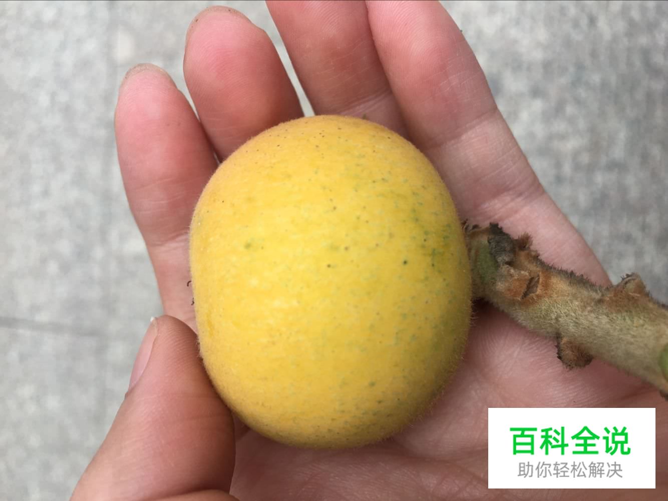 边吃枇杷边听《找工作注意事项讲座》