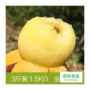 边吃枇杷边听《找工作注意事项讲座》