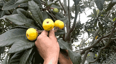 边吃枇杷边听《找工作注意事项讲座》