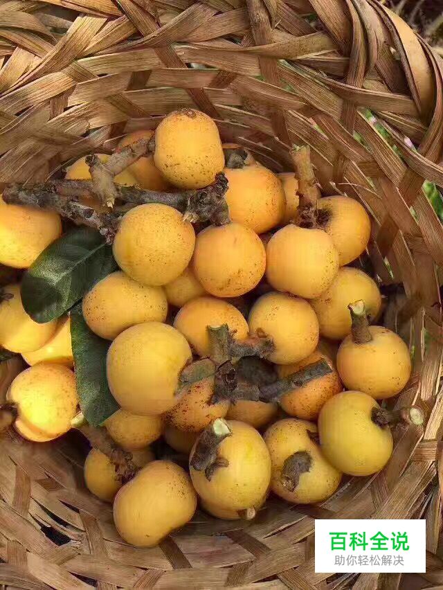 边吃枇杷边听《找工作注意事项讲座》