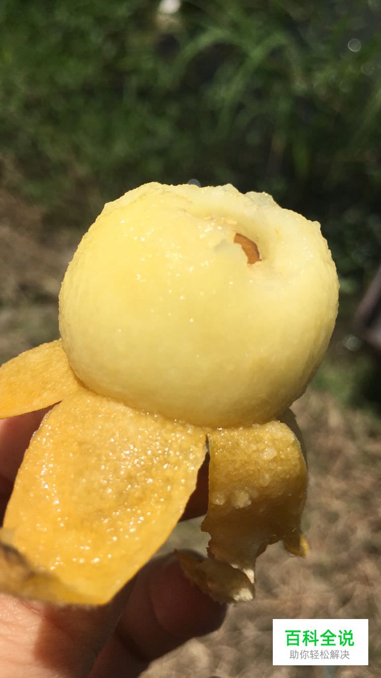 边吃枇杷边听《找工作注意事项讲座》