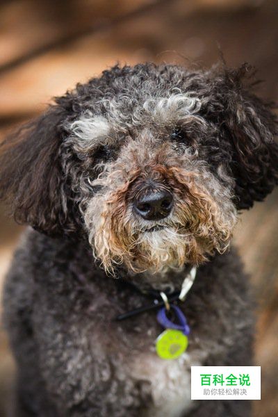 八招教你玩转宠物主题类摄影