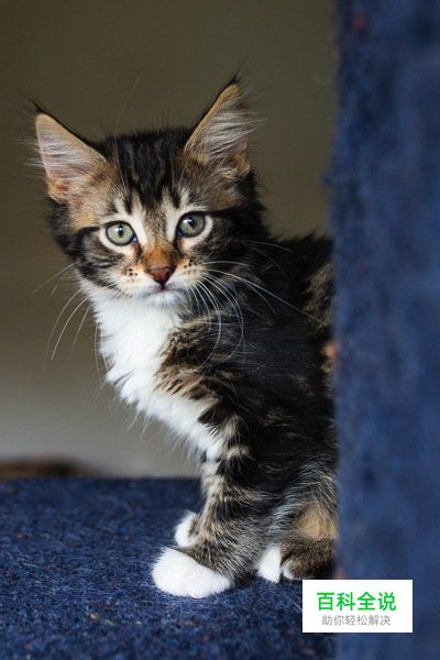 八招教你玩转宠物主题类摄影