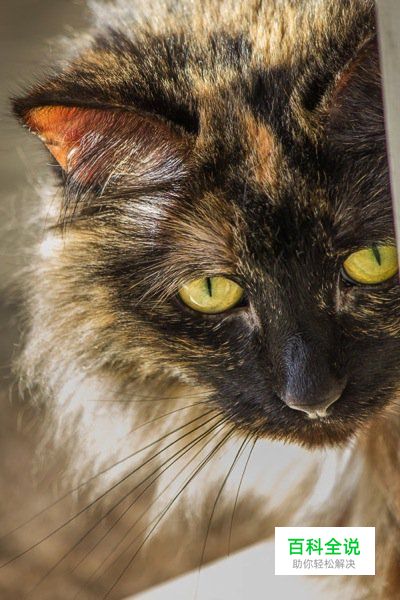 八招教你玩转宠物主题类摄影