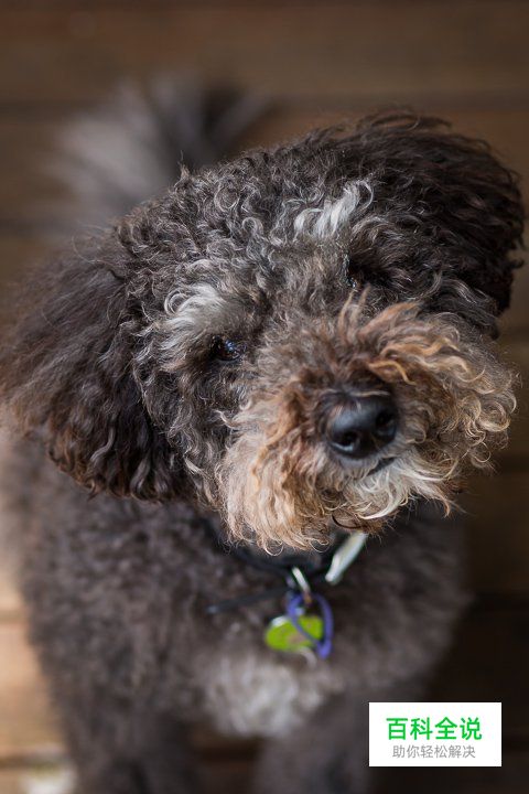 八招教你玩转宠物主题类摄影