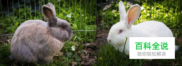 八招教你玩转宠物主题类摄影