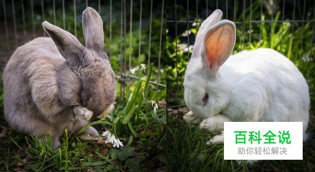 八招教你玩转宠物主题类摄影