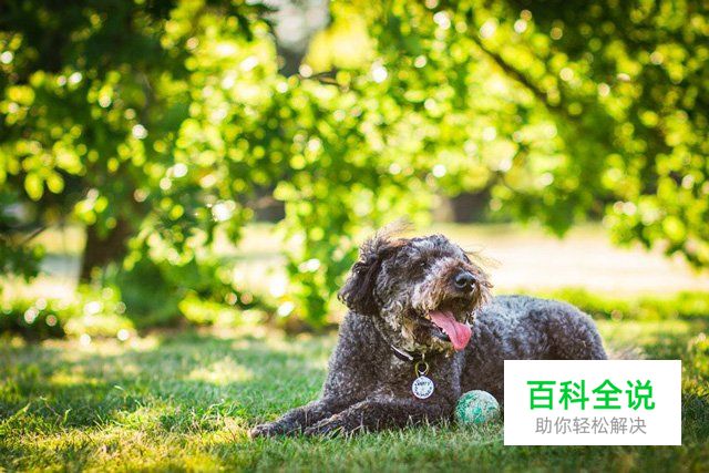 八招教你玩转宠物主题类摄影