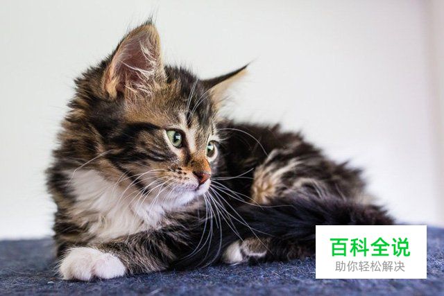 八招教你玩转宠物主题类摄影