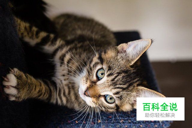 八招教你玩转宠物主题类摄影