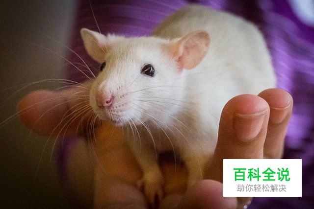 八招教你玩转宠物主题类摄影