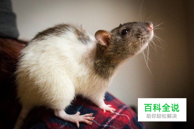 八招教你玩转宠物主题类摄影