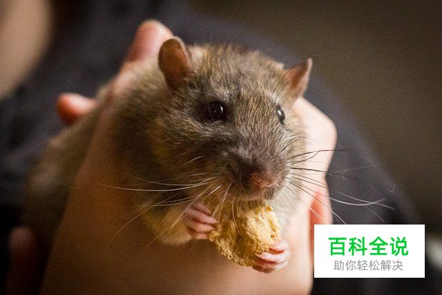 八招教你玩转宠物主题类摄影