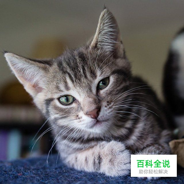 八招教你玩转宠物主题类摄影