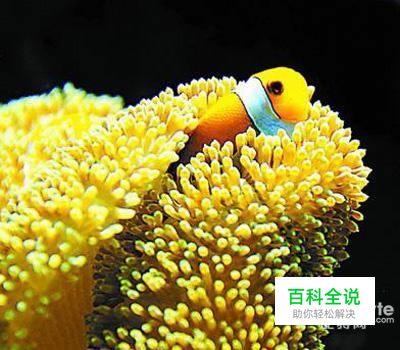 不沾水享受可媲美海底世界的摄影