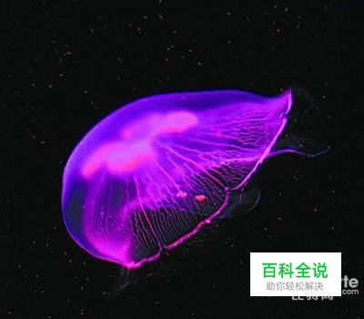 不沾水享受可媲美海底世界的摄影