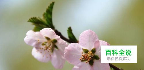 cdr中常用的抠图方法