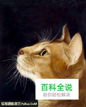 宠物摄影猫咪的拍摄技巧