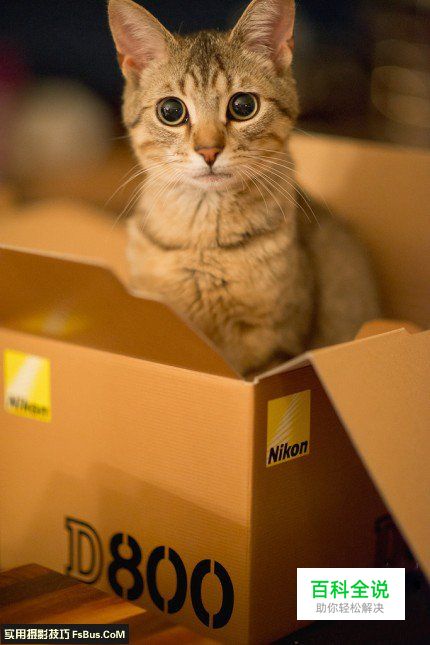 宠物摄影猫咪的拍摄技巧