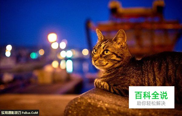 宠物摄影猫咪的拍摄技巧