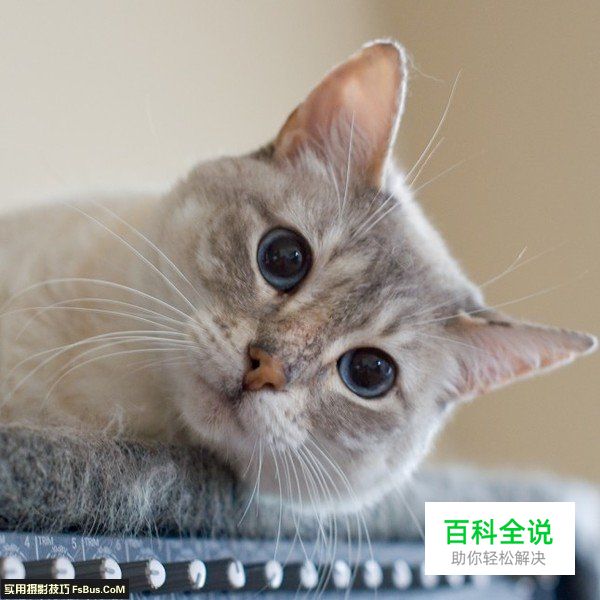 宠物摄影猫咪的拍摄技巧