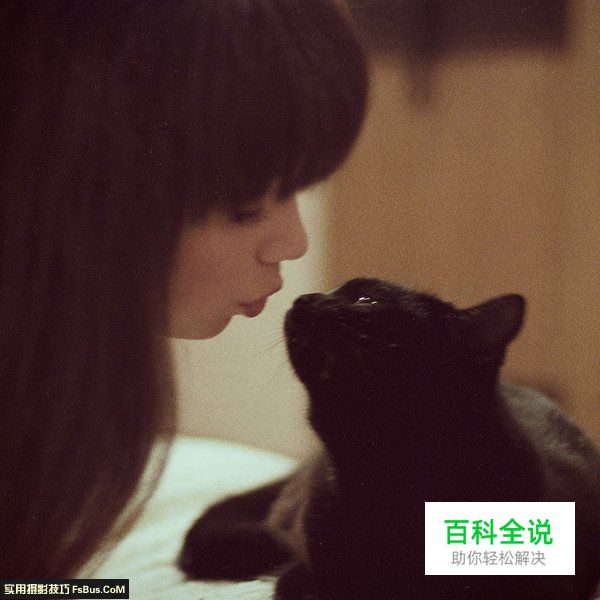 宠物摄影猫咪的拍摄技巧