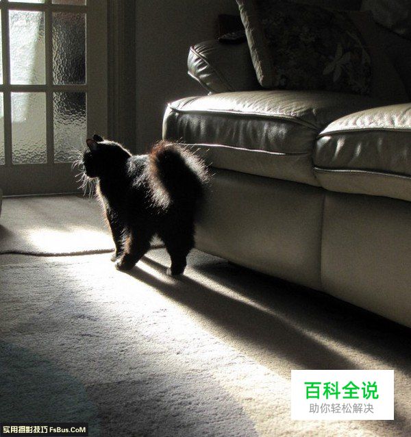 宠物摄影猫咪的拍摄技巧