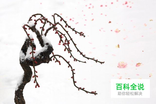 冬季雪景拍摄攻略