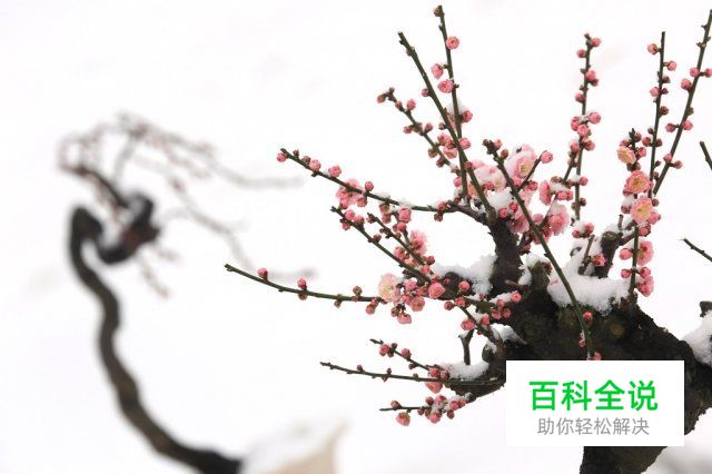 冬季雪景拍摄攻略