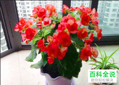 电脑PS怎么将照片恢复成原来的颜色