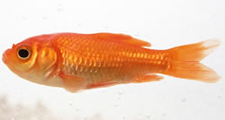 电脑提示磁盘权限设置错误怎么恢复?