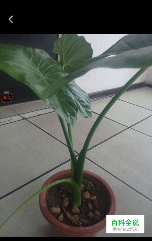 抖音短视频如何上传相册中的视频