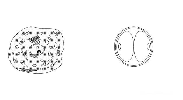 Edraw Max怎么制作细胞分裂过程图?