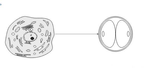 Edraw Max怎么制作细胞分裂过程图?