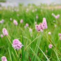 Fireworks如何快速图形优化