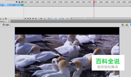 flash中如何导入视频