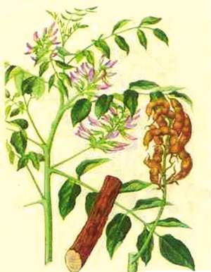 甘草有什么用途（甘草是什么中药有什么用途）