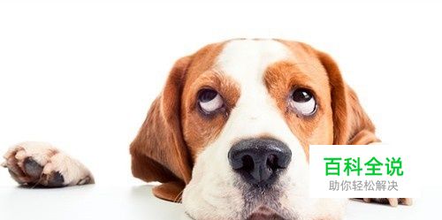 狗狗前脚一瘸一拐，狗狗前腿一瘸一拐怎么办