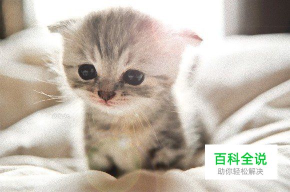 给猫咪拍照的5个正确姿势