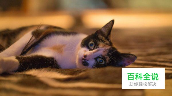 给猫咪拍照的5个正确姿势